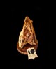 Guanciale al pepe nero, 1,3 Kg - razza Mangalica di Origine Italiana, Stagionatura +12 Mesi - Prosciuttificio AdiuvaS